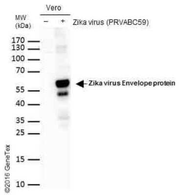 Western Blot Zika Virus (H/PF/2013) Envelope Antibody - BSA Free