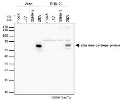 Western Blot Zika Virus (H/PF/2013) Envelope Antibody - BSA Free