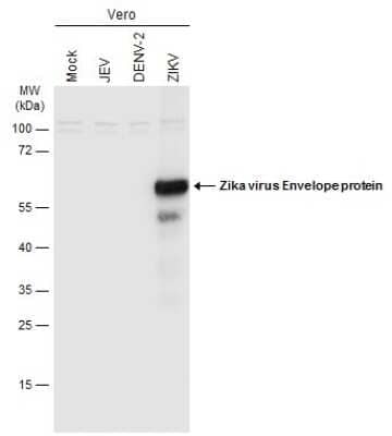 Western Blot: Zika Virus (H/PF/2013) Envelope Antibody [NBP3-13205] - Mock and infected Vero whole cell extracts were separated by gradient gel, and the membrane was blotted with Zika Virus (H/PF/2013) Envelope antibody (NBP3-13205) diluted at 1:2500.