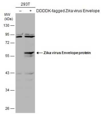 Western Blot: Zika Virus (H/PF/2013) Envelope Antibody [NBP3-13205] - Non-transfected (-) and transfected (+) 293T whole cell extracts (60 ug) were separated by 10% SDS-PAGE, and the membrane was blotted with Zika Virus (H/PF/2013) Envelope antibody (NBP3-13205) diluted at 1:1000. The HRP-conjugated anti-rabbit IgG antibody (NBP2-19301) was used to detect the primary antibody.