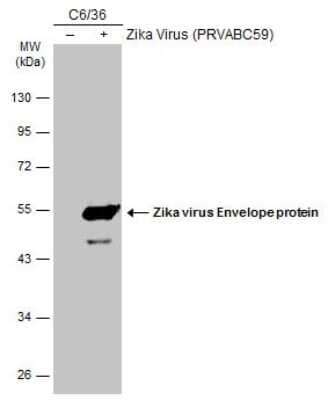 Western Blot: Zika Virus (H/PF/2013) Envelope Antibody [NBP3-13205] - Non-infected (-) and infected (+) C6/36 whole cell extracts (30 ug) were separated by 10% SDS-PAGE, and the membrane was blotted with Zika Virus (H/PF/2013) Envelope antibody (NBP3-13205) diluted at 1:2000. The HRP-conjugated anti-rabbit IgG antibody (NBP2-19301) was used to detect the primary antibody.