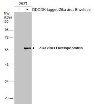 Western Blot Zika Virus (H/PF/2013) Envelope Antibody - BSA Free