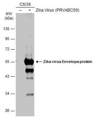 Western Blot Zika Virus (H/PF/2013) Envelope Antibody - BSA Free