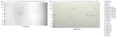Western Blot: Zika Virus VLP Antibody (ID5-2-H7-G3) [NBP3-14851] - 100ng of each antigen was used for SDS-PAGE, in non-reduced form. Proteins were transferred using Transblot for 7 minutes at 25V. 5% dry milk in PBS-T was used as blocking buffer and dilution buffer for antibodies. Primary antibodies are given below, and goat anti-mouse-IgG-HRP secondary antibody was used at 1:1000. All steps were carried out for 1h at room temperature with gentle rocking. KPL Membrane TMB was used for detection. Development time 30 seconds.