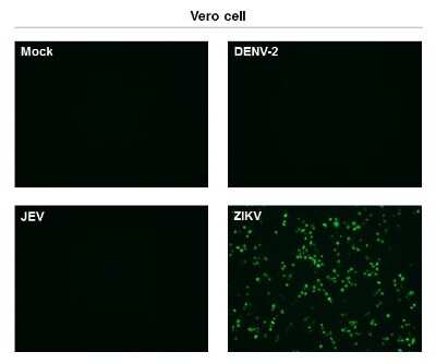 Immunocytochemistry/Immunofluorescence: Zika virus (H/PF/2013) NS1 Antibody (GT281) [NBP3-13590] - Immunofluorescent analysis of non-infected and infected vero cells using Zika virus (H/PF/2013) NS1 antibody [GT281] (NBP3-13590). Green: Zika virus (H/PF/2013) NS1 antibody [GT281] (NBP3-13590) diluted at 1:500.