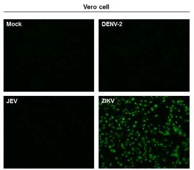 Immunocytochemistry/Immunofluorescence: Zika virus (H/PF/2013) NS1 Antibody (GT5212) [NBP3-13589] - Immunofluorescent analysis of non-infected and infected vero cells using Zika virus (H/PF/2013) NS1 antibody [GT5212] (NBP3-13589). Green: Zika virus (H/PF/2013) NS1 antibody [GT5212] (NBP3-13589) diluted at 1:500.