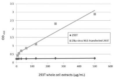Sandwich ELISA: Zika virus (H/PF/2013) NS1 Antibody (GT5212) [NBP3-13589] - Sandwich ELISA detection of non-transfected and transfected 293T whole cell extracts using NBP3-13589 as capture antibody at concentration of 5 ug/mL and NBP3-13204 as detection antibody at concentration of 1 ug/mL. Rabbit IgG antibody (HRP) (NBP2-19301) was diluted at 1:10000 and used to detect the primary antibody.