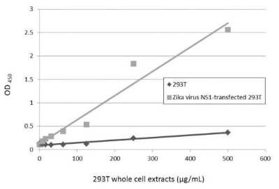 Sandwich ELISA: Zika virus (H/PF/2013) NS1 Antibody (GT5212) [NBP3-13589] - Sandwich ELISA detection of non-transfected and transfected 293T whole cell extracts using NBP3-13589 as capture antibody at concentration of 5 ug/mL and Zika virus NS1 protein antibody as detection antibody at concentration of 1 ug/mL. Rabbit IgG antibody (HRP) (NBP2-19301) was diluted at 1:10000 and used to detect the primary antibody.
