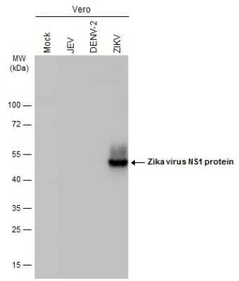 Western Blot: Zika virus (H/PF/2013) NS1 Antibody (GT5212) [NBP3-13589] - Mock and infected Vero whole cell extracts were separated by gradient gel, and the membrane was blotted with Zika virus (H/PF/2013) NS1 antibody [GT5212] (NBP3-13589) diluted at 1:2500.