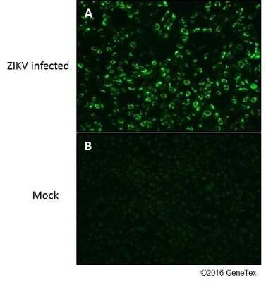 Immunocytochemistry/ Immunofluorescence Zika virus (H/PF/2013) NS1 Antibody - BSA Free