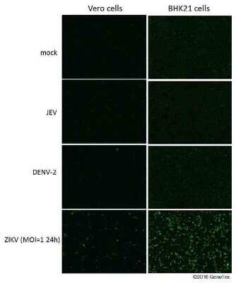 Immunocytochemistry/ Immunofluorescence Zika virus (H/PF/2013) NS1 Antibody - BSA Free