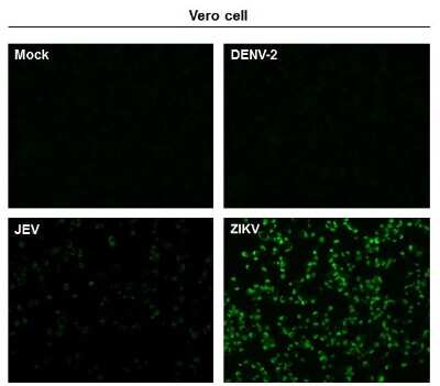Immunocytochemistry/ Immunofluorescence Zika virus (H/PF/2013) NS1 Antibody - BSA Free