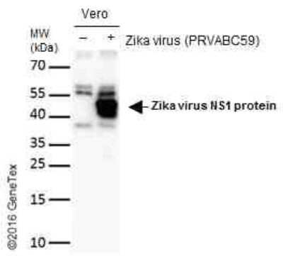 Western Blot Zika virus (H/PF/2013) NS1 Antibody - BSA Free