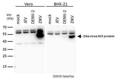 Western Blot Zika virus (H/PF/2013) NS1 Antibody - BSA Free