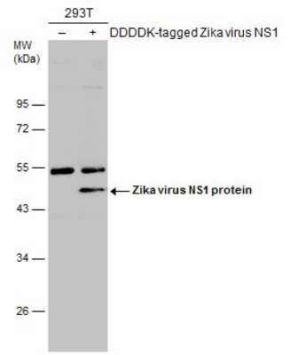 Western Blot Zika virus (H/PF/2013) NS1 Antibody - BSA Free
