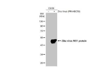 Western Blot Zika virus (H/PF/2013) NS1 Antibody - BSA Free
