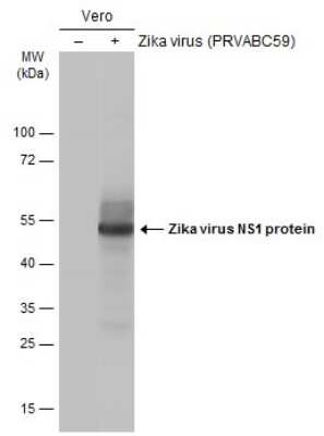 Western Blot Zika virus (H/PF/2013) NS1 Antibody - BSA Free