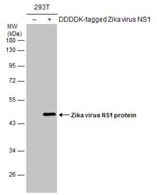 Western Blot Zika virus (H/PF/2013) NS1 Antibody - BSA Free