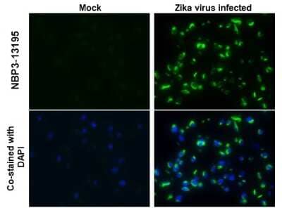 Immunocytochemistry/Immunofluorescence: Zika virus NS2B Antibody [NBP3-13195] - Zika virus NS2B antibody detects Zika virus NS2B protein at cytoplasm by immunohistochemical analysis. Sample: Paraffin-embedded zika virus C6/36. Green: Zika virus NS2B stained by Zika virus NS2B antibody (NBP3-13195) diluted at 1:100. Blue: Fluoroshield with DAPI. Antigen Retrieval: Citrate buffer, pH 6.0, 15 min
