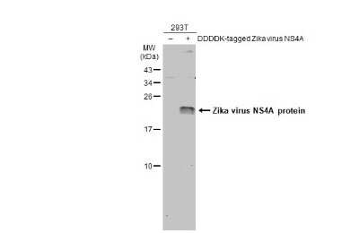 Western Blot: Zika virus NS4A Antibody [NBP3-13278] - Non-transfected (-) and transfected (+) 293T whole cell extracts (30 ug) were separated by 15% SDS-PAGE, and the membrane was blotted with Zika virus NS4A antibody (NBP3-13278) diluted at 1:1000. The HRP-conjugated anti-rabbit IgG antibody (NBP2-19301) was used to detect the primary antibody.