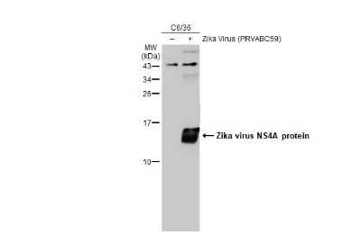 Western Blot: Zika virus NS4A Antibody [NBP3-13278] - Non-infected (-) and infected (+) C6/36 whole cell extracts (30 ug) were separated by 15% SDS-PAGE, and the membrane was blotted with Zika virus NS4A antibody (NBP3-13278) diluted at 1:1000. The HRP-conjugated anti-rabbit IgG antibody (NBP2-19301) was used to detect the primary antibody.