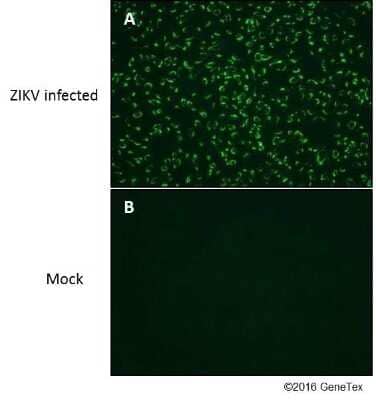 Immunocytochemistry/Immunofluorescence: Zika virus NS4B Antibody [NBP3-13197] - Immunofluorescent analysis of Zika Virus-PRVABC59 infected (A) and non-infected (B) vero cells using Zika virus NS4B antibody (NBP3-13197). Green: Zika virus NS4B antibody (NBP3-13197) diluted at 1:4000.