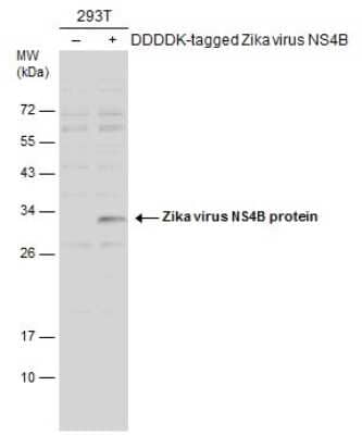 Western Blot: Zika virus NS4B Antibody [NBP3-13197] - Non-transfected (-) and transfected (+) 293T whole cell extracts (30 ug) were separated by 12% SDS-PAGE, and the membrane was blotted with Zika virus NS4B antibody (NBP3-13197) diluted at 1:500. The HRP-conjugated anti-rabbit IgG antibody (NBP2-19301) was used to detect the primary antibody.