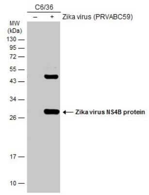 Western Blot: Zika virus NS4B Antibody [NBP3-13197] - Non-infected (-) and infected (+) C6/36 whole cell extracts (30 ug) were separated by 12% SDS-PAGE, and the membrane was blotted with Zika virus NS4B antibody (NBP3-13197) diluted at 1:1000. The HRP-conjugated anti-rabbit IgG antibody (NBP2-19301) was used to detect the primary antibody.