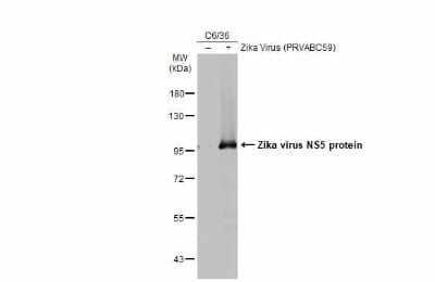 Western Blot: Zika virus NS5 Antibody [NBP3-13209] - C6/36 whole cell extracts (30 ug) were separated by 7.5% SDS-PAGE, and the membrane was blotted with Zika virus NS5 antibody (NBP3-13209) diluted at 1:1000. The HRP-conjugated anti-rabbit IgG antibody (NBP2-19301) was used to detect the primary antibody.