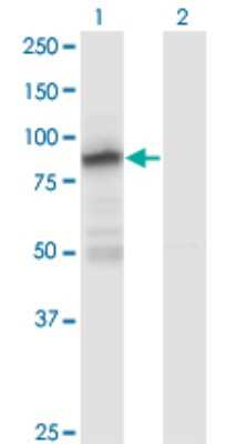 Western Blot: Zinc finger protein 287 Antibody (1A2) [H00057336-M12] - Analysis of ZNF287 expression in transfected 293T cell line by ZNF287 monoclonal antibody (M12), clone 1A2. Lane 1: ZNF287 transfected lysate (Predicted MW: 87.6 KDa). Lane 2: Non-transfected lysate.