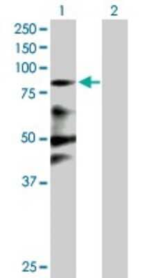 Western Blot: Zinc finger protein 287 Antibody [H00057336-B01P] - Analysis of ZNF287 expression in transfected 293T cell line by ZNF287 polyclonal antibody.  Lane 1: ZNF287 transfected lysate(82.94 KDa). Lane 2: Non-transfected lysate.