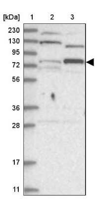 Western Blot: Zinc finger protein 287 Antibody [NBP1-82360] - Lane 1: Marker  [kDa] 230, 130, 95, 72, 56, 36, 28, 17, 11.  Lane 2: Human cell line RT-4.  Lane 3: Human cell line U-251MG sp