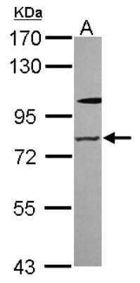 Western Blot: Zinc finger protein 287 Antibody [NBP2-20957] - Sample (30 ug of whole cell lysate) A: A549 7. 5% SDS PAGE gel, diluted at 1:2000.