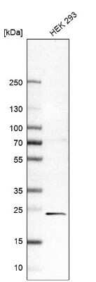 Western Blot: Zinc finger protein 581 Antibody [NBP2-31790] - Analysis in human cell line HEK 293.