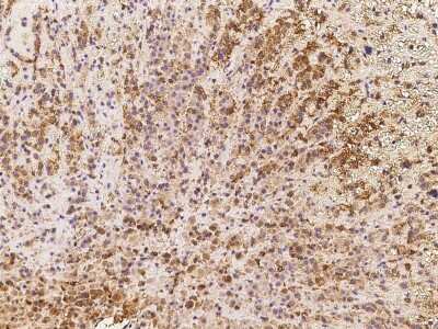 Immunohistochemistry-Paraffin: Zinc transporter 9 Antibody [NBP2-97935] - Immunochemical staining of human Zinc transporter 9 in human adrenal gland with rabbit polyclonal antibody at 1:200 dilution, formalin-fixed paraffin embedded sections.