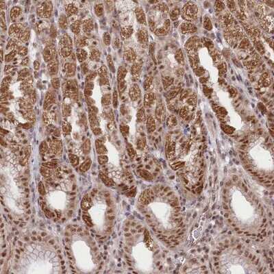 Immunohistochemistry-Paraffin Zmat2 Antibody - BSA Free