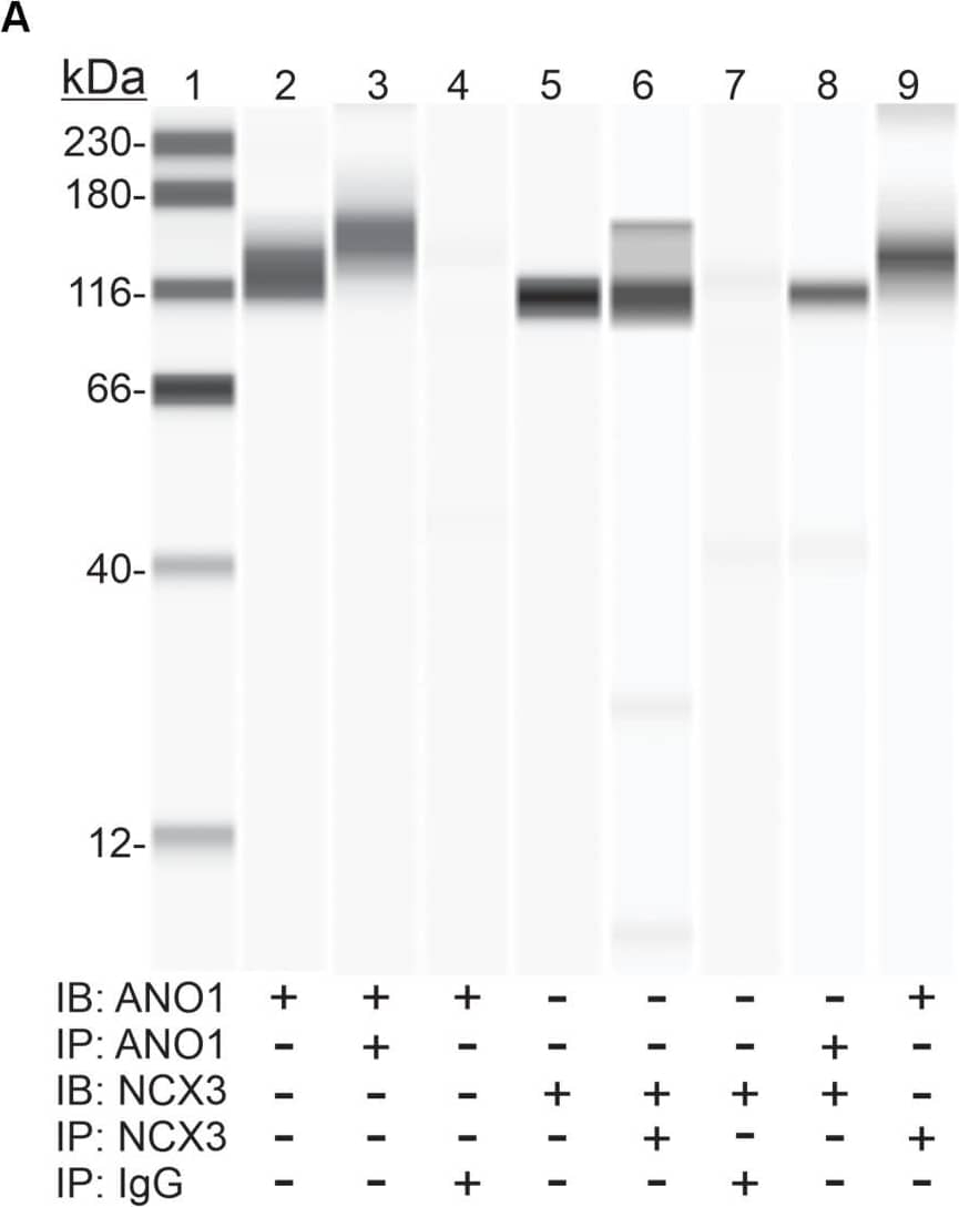 Protein-protein interaction between ANO1 and NCX3. (A) Co- IP of ANO1 and NCX3 from small intestine smooth muscle membrane fraction. Immunoprecipitates (IP) were obtained by elution with low pH buffer, and immunoblotting (IB) was performed using Wes with anti-ANO1 and anti-NCX3 antibodies. Lanes: 1, protein standards; 2, ANO1 in membrane fraction (2.5 mg); 3, ANO1 in ANO1 immunoprecipitate (5 ml); 4, ANO1 in non-immune rabbit IgG IP; 5, NCX3 in membrane fraction (1 mg); 6, NCX3 in NCX3 immunoprecipitate (5 ml); 7, NCX3 in non-immune rabbit IgG IP; 8, NCX3 in Ano1 immunoprecipitate (5 ml); 9, ANO1 in NCX3 immunoprecipitate (5 ml) n = 4. (B) Association between ANO1 and NCX3 occurs in situ in ICC, as demonstrated by PLA. ICC from small intestine (green, left panel) were exposed to the rabbit anti-ANO1 and goat anti-NCX3 antibodies, followed by the Duolink minus-anti rabbit IgG and plus-anti goat IgG secondary antibodies and the ligation and amplification reactions. For the PLA negative control, ICC were exposed to rabbit anti-ANO1 and mouse anti-myosin regulatory light chain antibodies (upper left panel). PLA-positive red spots were detected by ANO1-NCX3 co-localization (lower left panel). Few red spots were observed in negative controls. Nuclear staining of ICC was achieved with DAPI (blue, left panel). Intact ICC were confirmed by differential interference contrast (DIC) (right panels). Image collected and cropped by CiteAb from the following open publication (//pubmed.ncbi.nlm.nih.gov/32256387), licensed under a CC-BY license. Not internally tested by R&D Systems.