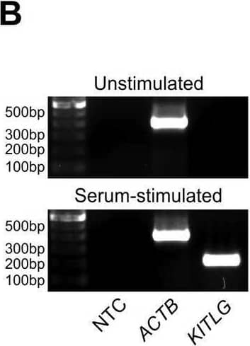 IGF1 and GSK3i stimulate Kitl/KITLG transcription. Results obtained in murine and human smooth muscle cells (A-E), human LX-2 stellate cells (F-G) and human GIST-T1 cells (H-I) are shown. A, Hoffman modulation contrast image of primary human gastric smooth muscle cells. B, KITLG mRNA (total: soluble+membrane-bound) was readily detectable in primary human smooth muscle cells (passage 3) maintained with Smooth Muscle Growth Medium-2 containing insulin, hFGF-B, hEGF and 5% FBS (Lonza) but not in 24-h growth factor- and serum-deficient basal medium. C, Both IGF1 (100 ng/mL) and the GSK3 alpha / beta  inhibitor SB415286 (30 µM) stimulated Kitl expression in murine gastric tunicamuscularis organotypic cultures (n=3/group). D-E, SB415286 stimulated endogenous Kitl expression in murine primary gastric smooth muscle cells (D; n=3/group) and KITLG transcriptional activity in the same cell type transfected with a KITLG promoter (-2120 bp to +407 bp)-pGL3 luciferase construct (E; n=3/group). IGF1 (100 ng/mL; n=3/group) and SB415286 (30 µM; n=6/group) also increased endogenous KITLG mRNA expression in LX-2 (F) and GIST-T1 cells (H) and stimulated KITLG promoter activity in a time-dependent fashion (LX-2: n=6-9/group; G; GIST-T1: n=3-11/group; I). Groups marked by asterisk are different from the control group, and groups not sharing the same superscript letter are different from each other (P<0.05 by post-hoc multiple comparisons). Image collected and cropped by CiteAb from the following open publication (//pubmed.ncbi.nlm.nih.gov/24116170), licensed under a CC-BY license. Not internally tested by R&D Systems.