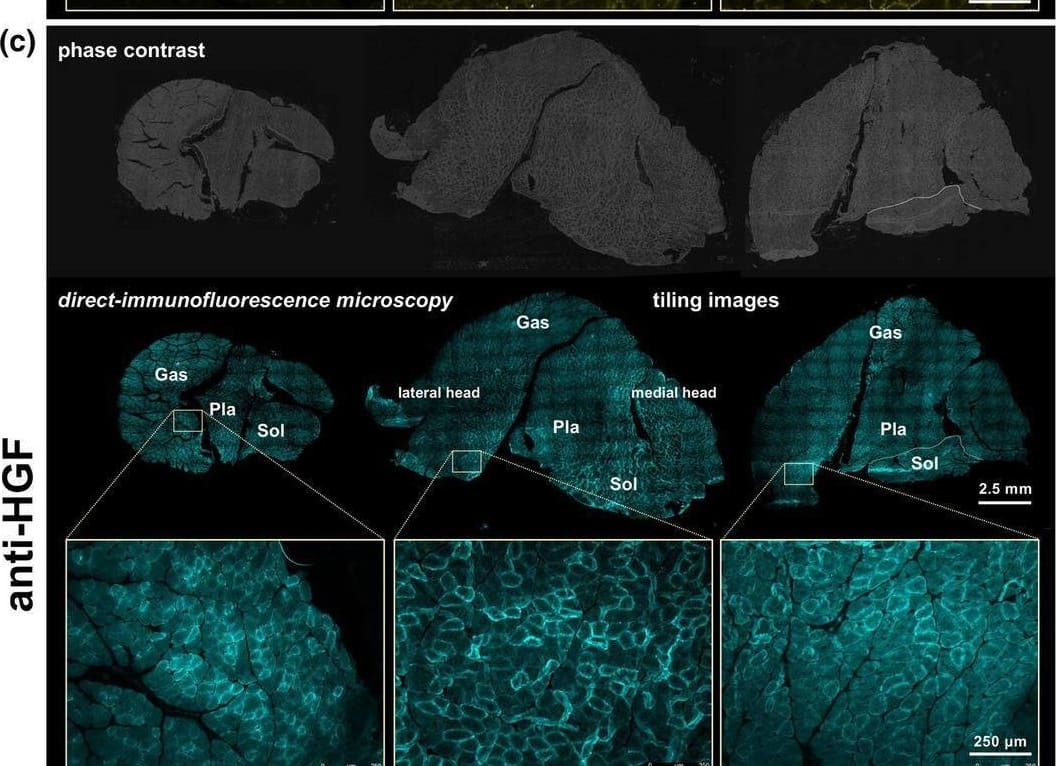 Extracellular HGF undergoes Y198/Y250 nitration during aging. (a–c) Direct‐immunofluorescence microscopy evidence of in vivo nitration. Lower hind limb muscles were collected from male S.D. rats of three age groups, young (2‐month‐old), adult (10‐month‐old), & old (20‐month‐old) (n = 3 each group). Serial cryo‐sections of calf muscle (mid‐belly portion, 13‐μm thickness) were blocked with sterile donkey serum/BSA/gelatin solution prior to incubation with Fluorescein‐labeled anti‐nitrated Y198‐HGF (clone 3A11C6; fluorescent false‐green) (a), HiLyte Fluor 647‐labeled anti‐nitrated Y250‐HGF (clone 6B82C3; fluorescent false‐yellow) (b), or Alexa Fluor 594‐labeled anti‐HGF  alpha ‐chain antibody (clone H‐10 from Santa Cruz Biotechnology; fluorescent false‐baby‐blue) (c). Sections were mounted in VECTASHIELD Antifade Mounting Medium & observed under a fluorescence microscope equipped with digital cameras & the Tile‐Scan program. Representative images of three rats per age group are shown here (see Figure S6 for other specimens). Gas, gastrocnemius; Pla, plantaris; Sol, soleus muscle. Lower row of each panel, high‐magnification views of boxed areas in an anterior‐side region of Gas lateral head (upper row, tiling images). (d) ECM‐bound HGF nitration monitored by WBting. Extraction of ECM‐associated HGF was conducted by 1.0 M NaCl wash of isolated satellite cells at 24‐h post‐plating (originally developed by Naldini et al., 1992) from the three age groups of rats (n = 3 rats per group) & subjected to WBting using anti‐nitrated Y198‐HGF mAb to monitor the nitration levels of extracellular HGF normalized to cell counts on the plates. The  alpha ‐chain & pro‐form of HGF are indicated by arrowheads. MW‐STD, MagicMark molecular weight standards; HGFnitro, nitrated recombinant HGF. Image collected & cropped by CiteAb from the following open publication (//pubmed.ncbi.nlm.nih.gov/37985931), licensed under a CC-BY license. Not internally tested by R&D Systems.