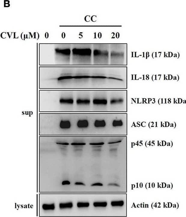 CVL reduced NLRP3 inflammasome activation. (A) J774A.1 macrophages were incubated for 5 h with LPS (1 μg/ml) (LPS priming) followed by incubation for 0.5 h with CVL. Cells were then incubated with CC (100 μg/ml, 24 h), MSU (100 μg/ml, 24 h), ATP (5 mM, 0.5 h), nigericin (10 μM, 0.5 h), and nano-SiO2 (100 μg/ml, 24 h). (B) LPS-primed J774A.1 macrophages were incubated for 0.5 h with CVL followed by incubation with CC (100 μg/ml, 24 h), MSU (100 μg/ml, 24 h), and ATP (5 mM, 0.5 h). (C) LPS-primed BMDM were incubated for 0.5 h with CVL followed by incubation with CC (100 μg/ml) for an additional 24 h. (D) LPS-primed or Pam3CSK4-primed (for LPS transfection only) cells were incubated for 0.5 h with CVL followed by transfection with poly(dA/dT) (2 μg/ml, 6 h), FLA-ST (1 μg/ml, 6 h), MDP (10 μg/ml, 6 h), or LPS (2 μg/ml, 6 h). The levels of IL-1 beta , IL-18, NLRP3, ASC, and caspase-1 in the culture medium were measured by Western blot. The IL-1 beta  levels in the supernatants were measured by ELISA. The Western blot results are representative of three different experiments. The ELISA data are expressed as the mean ± SD of three separate experiments. *, **, and *** indicate a significant difference at the level of p < 0.05, p < 0.01, and p < 0.001, respectively, compared to activator-treated cells. Image collected and cropped by CiteAb from the following open publication (//pubmed.ncbi.nlm.nih.gov/30186288), licensed under a CC-BY license. Not internally tested by R&D Systems.