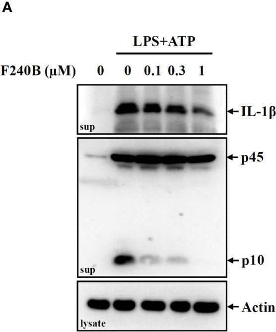 F240B inhibits the NLRP3 inflammasome through autophagy induction. (A, B) J774A.1 macrophages were incubated with 1 µg/ml LPS for 5 h followed by incubated with F240B for 3 h. Cells then incubated with 5 mM ATP for 0.5 h. The levels of IL-1 beta  and caspase-1 (A) or NLRP3 and ASC (B) in the supernatants were measured by Western blotting. (C) J774A.1 macrophages were incubated with 1 µg/ml LPS for 5 h followed by incubated with 1 µM F240B in the presence or absence of 5 mM 3-MA for 3 h. Cells then were incubated with 5 mM ATP or 10 μM nigericin for 0.5 h. The levels of IL-1 beta  in the supernatants were measured by ELISA. (D) Wild-type and LC3-knockout J774A.1 macrophages were incubated with 1 µg/ml LPS for 5 h followed by incubated with 1 µM F240B for 3 h. Cells then incubated with 5 mM ATP or 10 μM nigericin for 0.5 h. The levels of IL-1 beta  in the supernatants were measured by ELISA. The data are expressed as the mean ± SD of three separate experiments. * and *** indicate a significant difference at the level of p < 0.05 and p < 0.001, respectively. Image collected and cropped by CiteAb from the following open publication (//pubmed.ncbi.nlm.nih.gov/33424855), licensed under a CC-BY license. Not internally tested by R&D Systems.