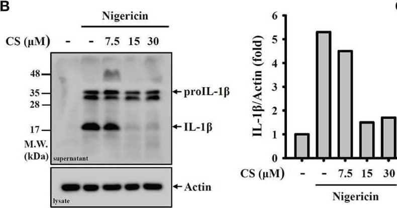 CS inhibits NLRP3 inflammasome activation. (A–D) J774A.1 macrophages were primed with LPS for 5 h and incubated with CS for 0.5 h Cells were stimulated with 10 μM nigericin for 0.5 h The levels of IL-1 beta  in the supernatants were measured by ELISA (A) and Western blot (B). The levels of IL-18 (C) and caspase-1 (D) in the supernatants were measured by Western blot. (E, F) Human THP-1 macrophages or PBMC were primed with LPS for 5 h and incubated with CS for 0.5 h Cells were stimulated with 10 μM nigericin for 0.5 h The levels of IL-1 beta  in the supernatants were measured by ELISA. (G, H) J774A.1 macrophages were primed with LPS for 5 h and incubated with CS for 0.5 h Cells were stimulated with 5 mM ATP for 0.5 h The levels of IL-1 beta  in the supernatants were measured by ELISA (G) and the levels of caspase-1 in the supernatants were measured by Western blot (H). (I) J774A.1 macrophages were primed with LPS or Pam3CSK4 (for non-canonical inflammasome) for 5 h and incubated with CS for 0.5 h Cells were transfected with poly(dA/dT), LPS, MDP or FLA-ST for 6 h or infected with Salmonella for 2 h The levels of IL-1 beta  in the supernatants were measured by ELISA. (J) J774A.1 macrophages were primed with LPS for 5 h and incubated with Irbesartan (IS) for 0.5 h Cells were stimulated with 10 μM nigericin for 0.5 h The levels of IL-1 beta  in the supernatants were measured by ELISA. The ELISA data are expressed as the means ± SD of the three separate experiments. The Western blot images are representative results, and the histogram shows the band intensity. *, ** and *** indicate a significant difference at the level of p<0.05, p<0.01 and p<0.001, respectively, compared to nigericin- or ATP-activated cells or as indicated. Image collected and cropped by CiteAb from the following open publication (//pubmed.ncbi.nlm.nih.gov/35669789), licensed under a CC-BY license. Not internally tested by R&D Systems.