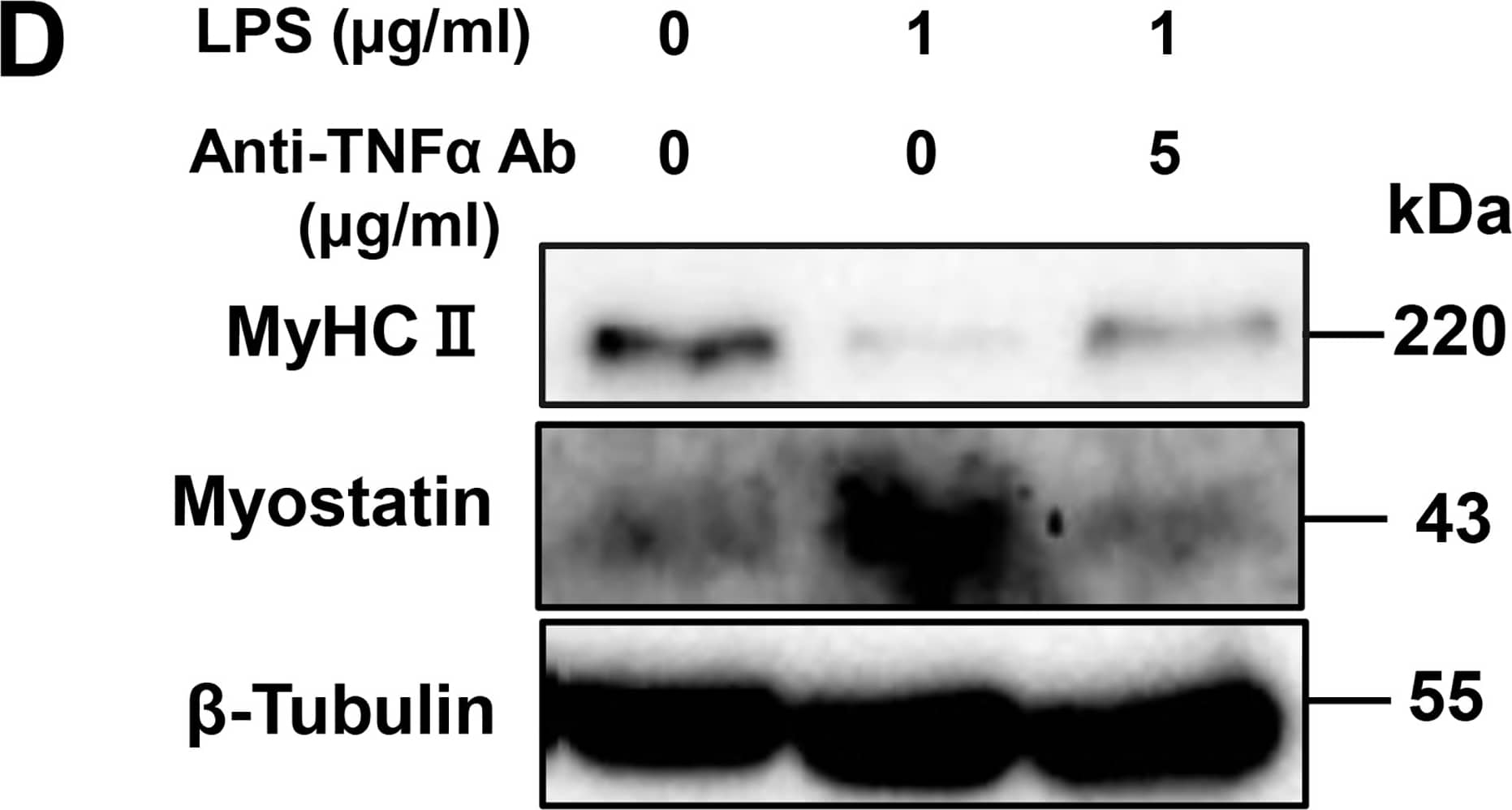 Effect of a TNF-alpha -neutralizing antibody on LPS-induced perturbation of muscle differentiation.(A) C2C12 myoblasts were cultured for 48 h in DM alone, LPS (1 μg/mL), or LPS (1 μg/mL) plus TNF-alpha -neutralizing antibody (5 μg/mL). A representative western blot probed with antibodies to myogenin, MyoD, or  beta -tubulin (internal standard) is shown. (B and C) Quantification of the data presented in (A). Data are the mean ± SEM of 7–15 independent experiments. (D) C2C12 myoblasts were cultured for 144 h as described in (A). A representative western blot probed with antibodies to MyHC II, myostatin, or  beta -tubulin (internal standard) is shown. (E and F) Quantification of the data presented in (D). Data are the mean ± SEM of 5–21 independent experiments. (G) Cells were treated as described in (A), and NF-kappa B activity was analyzed by ELISA. Data are the mean ± SEM of 7 independent experiments performed in duplicate. ***p < 0.001, **p < 0.01, *p < 0.05, ###p < 0.001, ##p < 0.01, #p < 0.05 by one-way ANOVA followed by Tukey’s honest significant difference test. Image collected and cropped by CiteAb from the following publication (//pubmed.ncbi.nlm.nih.gov/28742154), licensed under a CC-BY license. Not internally tested by R&D Systems.