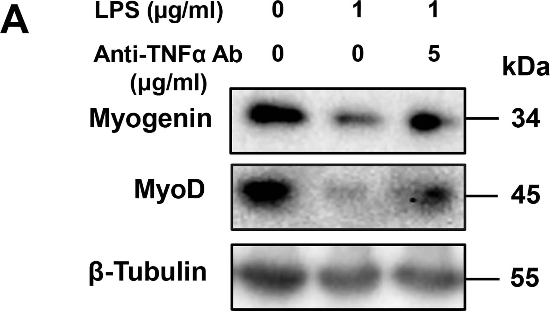 Effect of a TNF-alpha -neutralizing antibody on LPS-induced perturbation of muscle differentiation.(A) C2C12 myoblasts were cultured for 48 h in DM alone, LPS (1 μg/mL), or LPS (1 μg/mL) plus TNF-alpha -neutralizing antibody (5 μg/mL). A representative western blot probed with antibodies to myogenin, MyoD, or  beta -tubulin (internal standard) is shown. (B and C) Quantification of the data presented in (A). Data are the mean ± SEM of 7–15 independent experiments. (D) C2C12 myoblasts were cultured for 144 h as described in (A). A representative western blot probed with antibodies to MyHC II, myostatin, or  beta -tubulin (internal standard) is shown. (E and F) Quantification of the data presented in (D). Data are the mean ± SEM of 5–21 independent experiments. (G) Cells were treated as described in (A), and NF-kappa B activity was analyzed by ELISA. Data are the mean ± SEM of 7 independent experiments performed in duplicate. ***p < 0.001, **p < 0.01, *p < 0.05, ###p < 0.001, ##p < 0.01, #p < 0.05 by one-way ANOVA followed by Tukey’s honest significant difference test. Image collected and cropped by CiteAb from the following publication (//pubmed.ncbi.nlm.nih.gov/28742154), licensed under a CC-BY license. Not internally tested by R&D Systems.