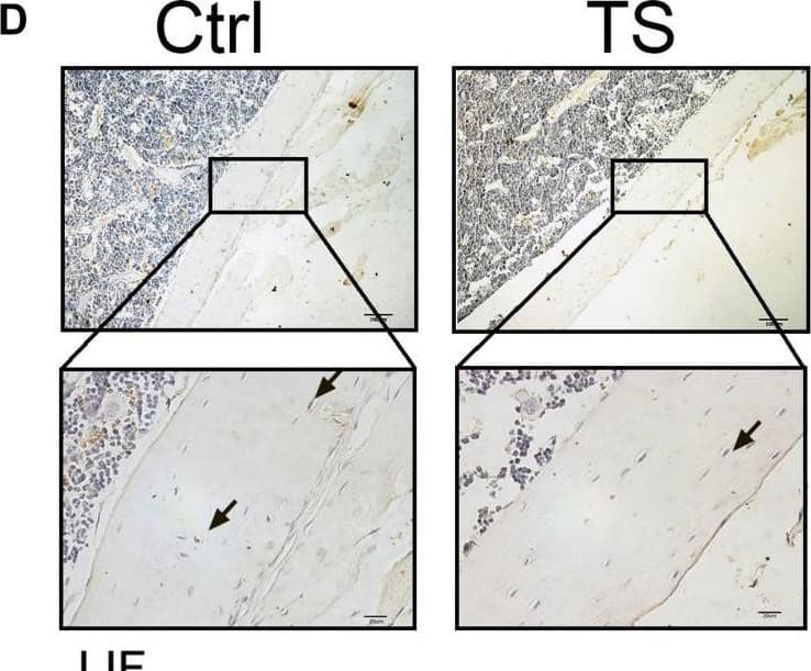 Immunohistochemistry LIF Antibody [Unconjugated]
