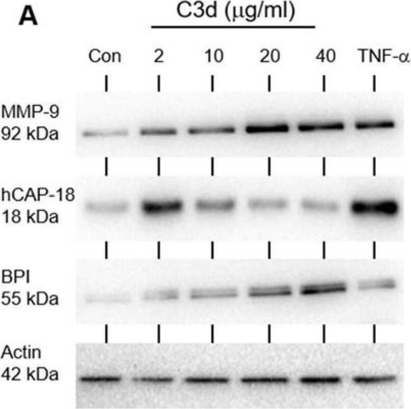 Neutrophil degranulation is increased in response to C3d treatment. Neutrophils isolated from HC individuals were incubated at 37 °C and remained unstimulated (Con) or were stimulated with C3d (2–40 µg/mL) or TNF-alpha  (10 ng / 2 × 107 cells) (A–C). (A) Cell-free supernatants were collected at 10 min and immunoblotted for markers of tertiary granule (MMP-9), secondary granule (hCAP-18), or primary granule (BPI) release. Densitometry of MMP-9 (B), hCAP-18 (C), and BLPI (D) immunobands was performed. Western blot analyses of whole cell lysates demonstrated equal expression levels of  beta -actin, confirming the use of equal cell numbers per reaction. C3d-challenged neutrophils released significantly greater levels of all three granule types when compared to untreated controls (Con) (n = 5 biological repeats, ANOVA followed by Bonferroni post-hoc test for selected groups). All results are expressed as relative densitometry units (DU), with representative Western blots presented. Image collected and cropped by CiteAb from the following open publication (//pubmed.ncbi.nlm.nih.gov/34944741), licensed under a CC-BY license. Not internally tested by R&D Systems.