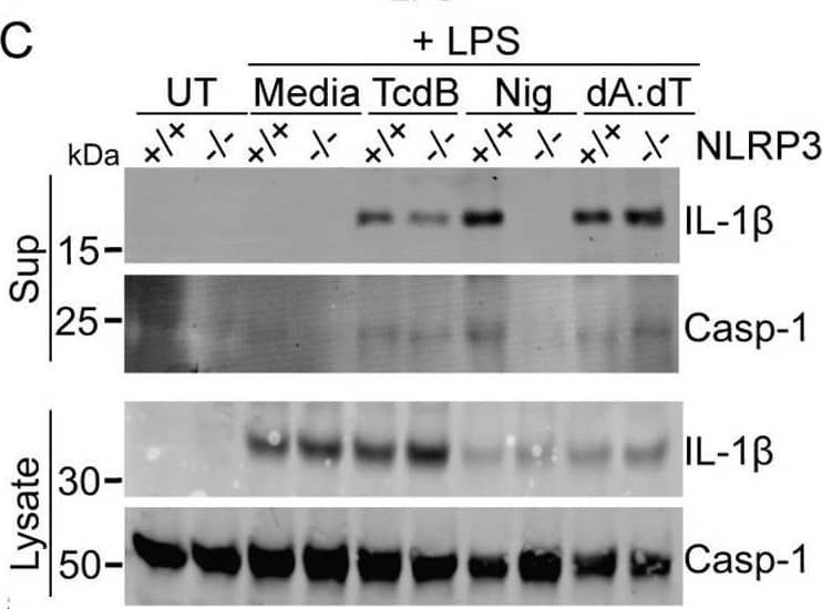 TcdB triggers a NLRP3-independent inflammasome response in murine macrophages.IL-1 beta  release from WT and NLRP3-deficient BMDM (A) or PMs (B) primed with LPS (200 ng/ml, 3 h), then activated with nigericin and TcdB for 2 h or dA:dT for 4 h. (C) Caspase-1 and IL-1 beta  immunoblots of precipitated supernatant or cell lysate from WT and NLRP3-deficient BMDM treated as in (A). (D) Caspase-1 and IL-1 beta  immunoblots of precipitated supernatant or cell lysate from LPS primed WT BMDM either untreated or pretreated with CP-456,773 (2.5 μM, 30 min), then stimulated as in (A). Mean and SEM of 3 independent experiments shown, immunoblots are representative of 3 independent experiments. The underlying data can be found in the summary data file in the tab Fig 4A and 4B. BMDM, bone marrow–derived macrophage; LPS, lipopolysaccharide; PM, peritoneal macrophage; WT, wild-type. Image collected and cropped by CiteAb from the following open publication (//pubmed.ncbi.nlm.nih.gov/36342970), licensed under a CC-BY license. Not internally tested by R&D Systems.