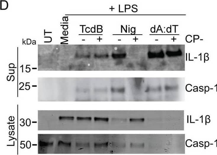 TcdB triggers a NLRP3-independent inflammasome response in murine macrophages.IL-1 beta  release from WT and NLRP3-deficient BMDM (A) or PMs (B) primed with LPS (200 ng/ml, 3 h), then activated with nigericin and TcdB for 2 h or dA:dT for 4 h. (C) Caspase-1 and IL-1 beta  immunoblots of precipitated supernatant or cell lysate from WT and NLRP3-deficient BMDM treated as in (A). (D) Caspase-1 and IL-1 beta  immunoblots of precipitated supernatant or cell lysate from LPS primed WT BMDM either untreated or pretreated with CP-456,773 (2.5 μM, 30 min), then stimulated as in (A). Mean and SEM of 3 independent experiments shown, immunoblots are representative of 3 independent experiments. The underlying data can be found in the summary data file in the tab Fig 4A and 4B. BMDM, bone marrow–derived macrophage; LPS, lipopolysaccharide; PM, peritoneal macrophage; WT, wild-type. Image collected and cropped by CiteAb from the following open publication (//pubmed.ncbi.nlm.nih.gov/36342970), licensed under a CC-BY license. Not internally tested by R&D Systems.