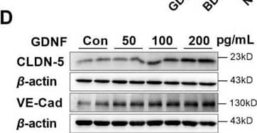 Neurons and astrocytes upregulated claudin-5 and VE-cadherin expression in hCMEC/D3 cells due to glial cell line-derived neurotrophic factor (GDNF) secretion. Effects of GDNF (D)  on the expression of claudin-5 and VE-cadherin. The dosages have been marked in the figure. Image collected and cropped by CiteAb from the following open publication (//elifesciences.org/articles/96161), licensed under a CC-BY license. Not internally tested by R&D Systems.