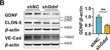 The deficiency of brain glial cell line-derived neurotrophic factor (GDNF) in mice increased the permeability of blood–brain barrier (BBB) and reduced claudin-5 and VE-cadherin expression in mice brains.(A) Experimental configuration of AAV-GFP (shNC) or AAV-shGdnf (shGdnf) intracerebroventricular injection. (B) Effects of brain-specific Gdnf silencing on the expression levels of GDNF, claudin-5, and VE-cadherin in the brains. Effects of brain-specific Gdnf silencing on NaF levels in plasma (C), brain (D), and the ratio of brain to plasma (E). Effects of brain-specific Gdnf silencing on FITC-Dex levels in plasma (F), brain (G), and the ratio of brain to plasma (H). The expression ratios of p-AKT/AKT (I), p-ERK/ERK (J), and p-FOXO1/FOXO1 (K) in the brains of Gdnf silencing mice. (L) The expression level of ETS1 in the brains of Gdnf silencing mice. The above data are shown as the mean ± SEM. Six biological replicates per group. One technical replicate for each biological replicate. *p < 0.05; **p < 0.01 by unpaired t-test, unpaired t-test with Welch’s correction, or Mann–Whitney test. Figure 6—source data 1.The western blot raw images in Figure 6.Figure 6—source data 2.The labeled western blot images in Figure 6.Figure 6—source data 3.Excel file containing summary data and data analysis of Figure 6.The western blot raw images in Figure 6.The labeled western blot images in Figure 6.Excel file containing summary data and data analysis of Figure 6. Image collected and cropped by CiteAb from the following open publication (//elifesciences.org/articles/96161), licensed under a CC-BY license. Not internally tested by R&D Systems.
